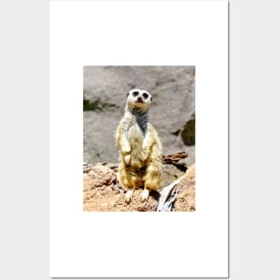 Meerkat Posters and Art